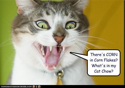 Funny-Cats-animal-humor-17386141-500-354.jpg