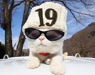 number19cat.jpg