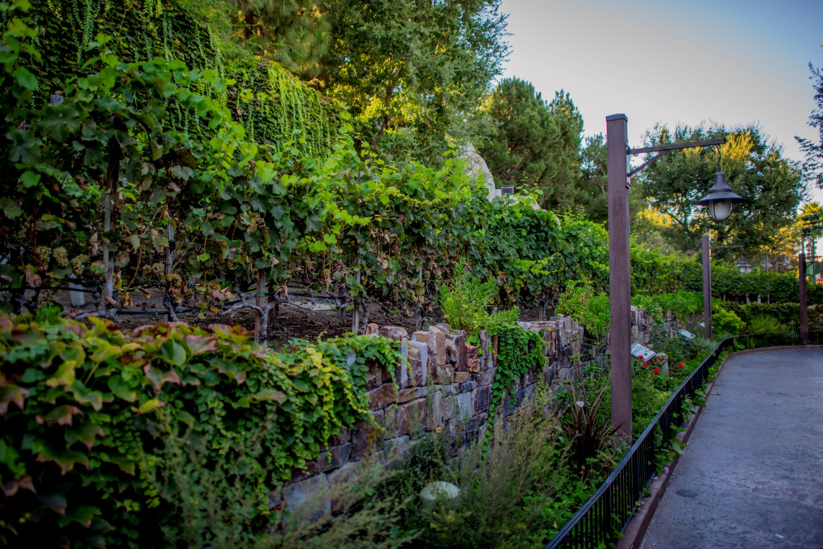 DSC_2145%20(Large).jpg