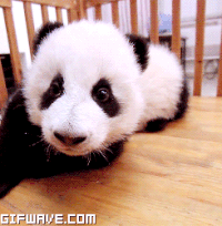 200w_d.gif