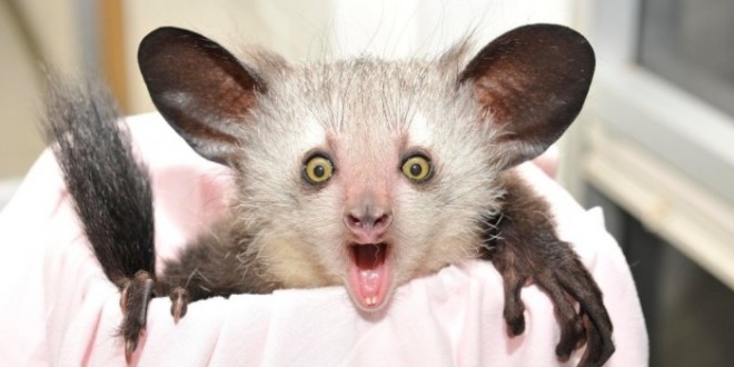 Aye-aye-660x330.jpg