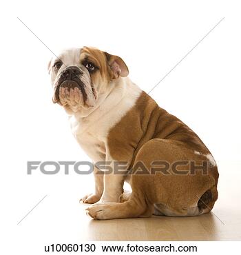 english-bulldog-sitting_~u10060130.jpg