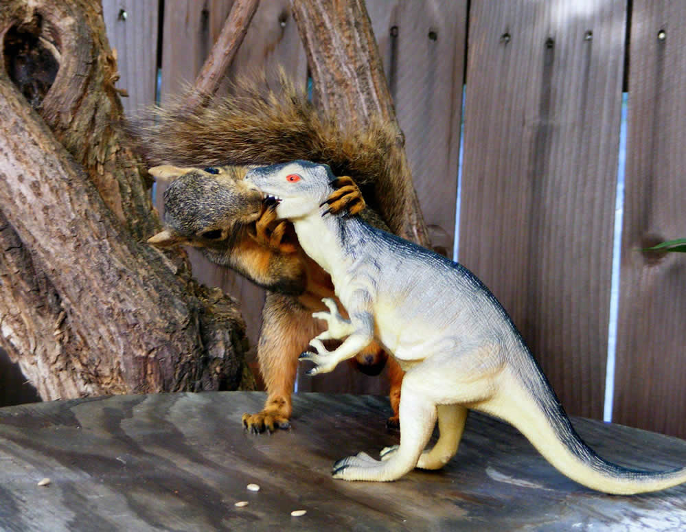 Funny-squirrel-Kissing.jpg