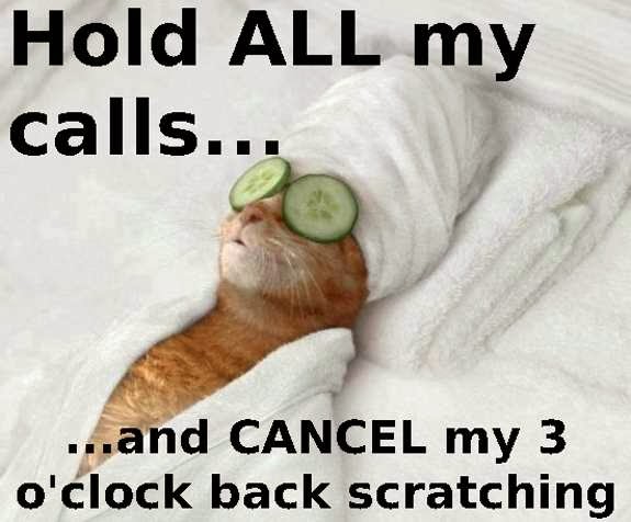 hilarious-cat-spa.jpg