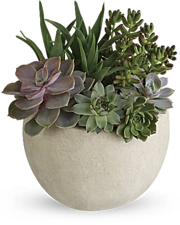 Image result for succulent plant