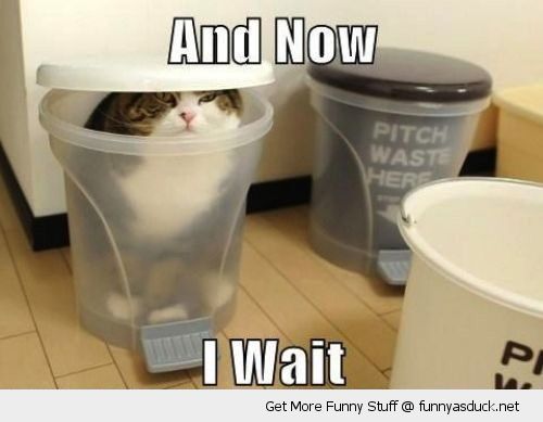 funny-now-wait-cat-toilet-bathroom-bin-trash-garbage-pics.jpg