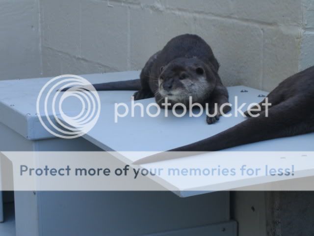 Otter007.jpg
