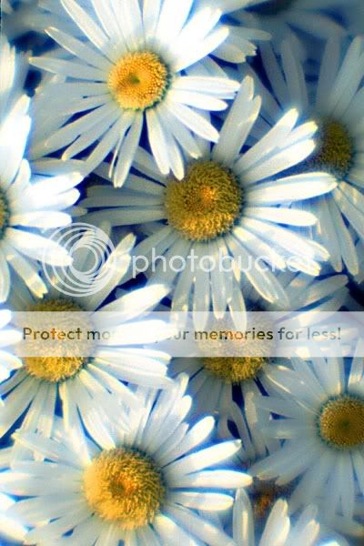 daisies.jpg