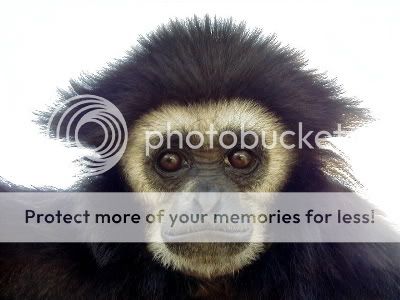 gibbon.jpg