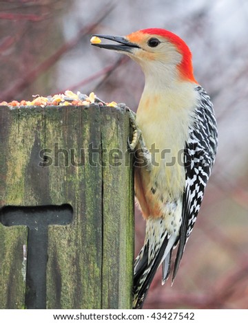 stock-photo-male-red-bellied-woodpecker-eating-bird-seed-on-a-wooden-post-43427542.jpg