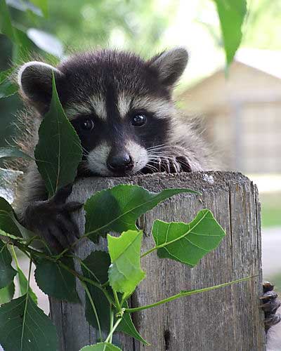 baby-raccoon.jpg