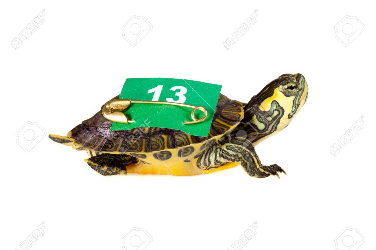 8202071-Funny-turtle-carrying-a-13-number-on-his-back-for-bad-or-good-luck-Stock-Photo.jpg