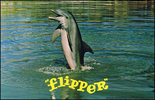 2013-1007-Flipper.jpg