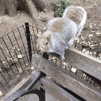 funny-gif-squirrel-camera.gif