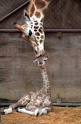 giraffe%20mother%20kisses%20baby.jpg