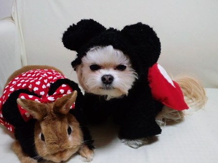 mickey-and-minnie-disney-costumes-dog-rabbit.jpg