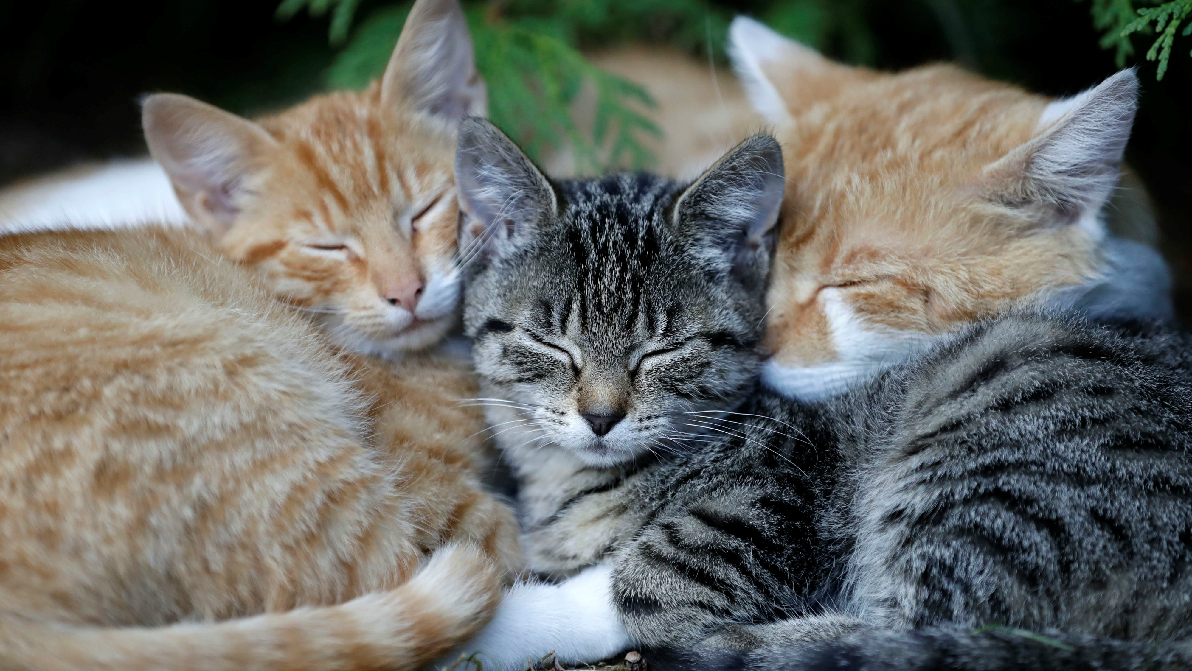 Cats-sleeping-.jpg