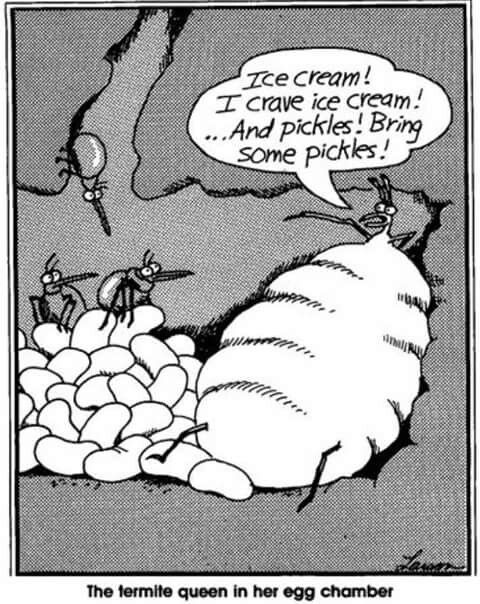 Image result for far side pickles