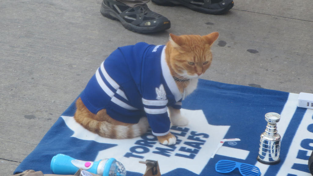 toronto_maple_leafs_cat_fan_by_codetski101-d9b7h5d.jpg