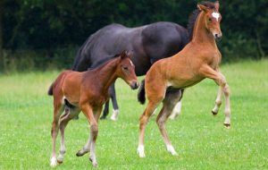 Image result for foals horses pictures
