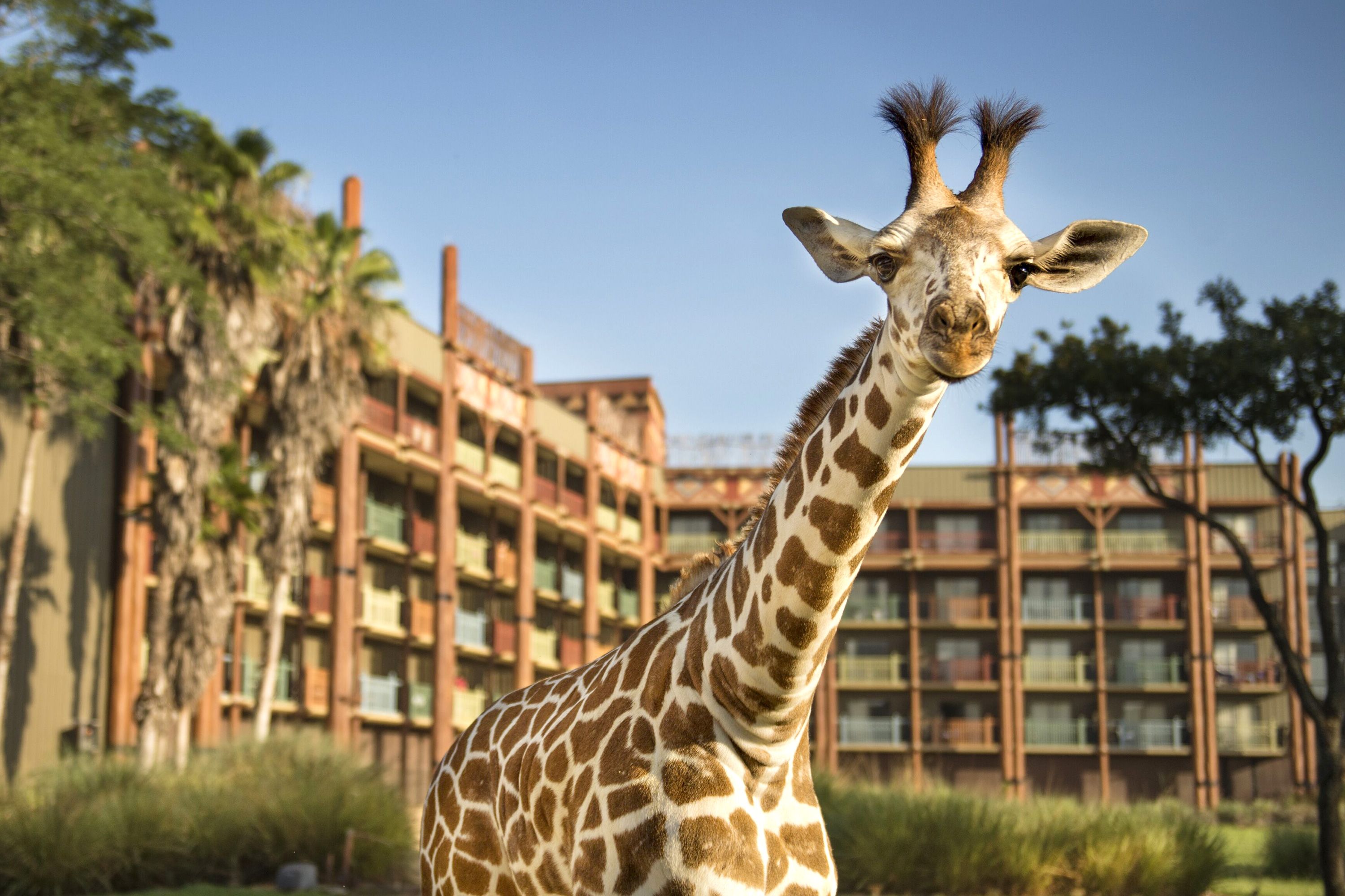 Disney's Animal Kingdom Lodge — Hotel Review | Condé Nast Traveler Disney's Animal Kingdom Lodge — Hotel Review | Condé Nast Traveler