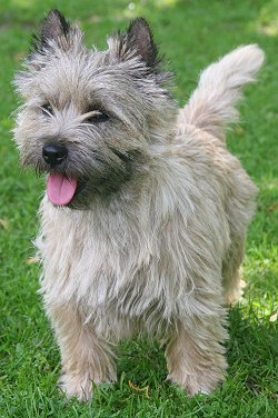 cairnterriersf5.jpg